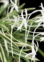 Carica l'immagine nel visualizzatore Galleria, Neofinetia falcata 'Gojo Fukurin' 御城覆輪