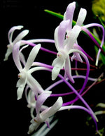 Carica l'immagine nel visualizzatore Galleria, Neofinetia falcata 'Shuttenou'