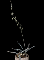 Carica l'immagine nel visualizzatore Galleria, Oeceoclades spathulifera