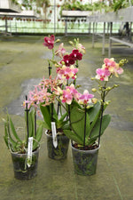 Carica l'immagine nel visualizzatore Galleria, OFFERTA PHALAENOPSIS DI NATALE