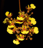 Carica l'immagine nel visualizzatore Galleria, Oncidium cebolleta