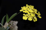 Carica l'immagine nel visualizzatore Galleria, Zelenkoa onusta (syn. Oncidium onustum)