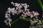Carica l'immagine nel visualizzatore Galleria, Oncidium ornithorhynchum syn. sotoanum