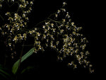 Carica l'immagine nel visualizzatore Galleria, Oncidium phymatochilum