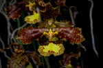 Carica l'immagine nel visualizzatore Galleria, Oncidium stacyi