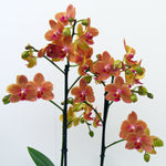 Carica l'immagine nel visualizzatore Galleria, Phalaenopsis Sunset Love