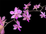 Carica l'immagine nel visualizzatore Galleria, Phalaenopsis Orchidom Nancy (Phalaenopsis pulcherrima × Phalaenopsis stobartiana)