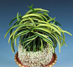 Carica l'immagine nel visualizzatore Galleria, Neofinetia falcata 'Orihime' 織姫