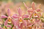 Load image into Gallery viewer, Phalaenopsis Yaphon Pink Lady (Jiaho's Pink Girl 'Sweet Fragrance' x mannii 'Black')