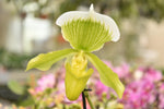 Carica l'immagine nel visualizzatore Galleria, Paphiopedilum Clair de Lune 'Edgard van Belle'