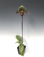 Carica l'immagine nel visualizzatore Galleria, Paphiopedilum Maudiae var. coloratum (callosum x lawrenceanum)
