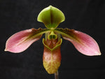 Carica l'immagine nel visualizzatore Galleria, Paphiopedilum appletonianum x self