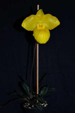 Carica l'immagine nel visualizzatore Galleria, Paphiopedilum armeniacum x self