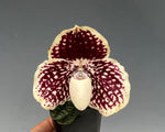 Carica l'immagine nel visualizzatore Galleria, Paphiopedilum godefroyae