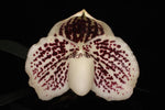 Carica l'immagine nel visualizzatore Galleria, Paphiopedilum leucochilum x self