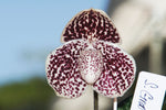Carica l'immagine nel visualizzatore Galleria, Paphiopedilum leucochilum x bellatulum