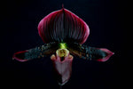 Carica l'immagine nel visualizzatore Galleria, Paphiopedilum Maudiae Vinicolor 'Schwartze Madonna' (callosum x lawrenceanum)