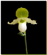 Carica l'immagine nel visualizzatore Galleria, OFFERTA PAPHIOPEDILUM BIS