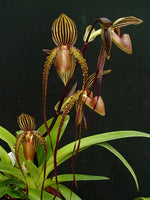 Carica l'immagine nel visualizzatore Galleria, Paphiopedilum sanderianum x rothschildianum