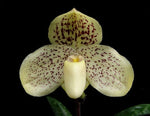 Carica l'immagine nel visualizzatore Galleria, Paphiopedilum wellesleyanum x leucochilum