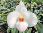 Carica l'immagine nel visualizzatore Galleria, Paphiopedilum Winter Pearl (Magic Lantern x emersonii var. huonglanae)