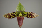 Carica l'immagine nel visualizzatore Galleria, Paphiopedilum sukhakulii x self