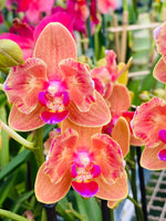 Carica l'immagine nel visualizzatore Galleria, Phalaenopsis Paprika - Peloric 2 eyes