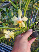 Carica l'immagine nel visualizzatore Galleria, Paraphalaenopsis serpentilingua x Vanda denisoniana