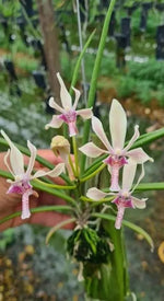 Carica l'immagine nel visualizzatore Galleria, Paraphalaenopsis labukensis x Neofinetia falcata