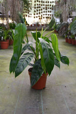 Carica l'immagine nel visualizzatore Galleria, Philodendron patriciae