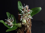 Carica l'immagine nel visualizzatore Galleria, Dendrobium peguanum