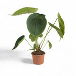 Carica l'immagine nel visualizzatore Galleria, Anthurium peltigerum XXL