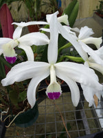 Carica l'immagine nel visualizzatore Galleria, Laelia perrinii var. semi-alba - Br orquidea