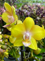 Carica l'immagine nel visualizzatore Galleria, Phalaenopsis Saffron