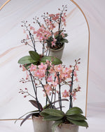 Carica l'immagine nel visualizzatore Galleria, Phalaenopsis Odorion