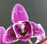 Carica l'immagine nel visualizzatore Galleria, Phalaenopsis Chia E Yenlin (variegata & peloric)