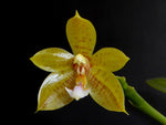 Carica l'immagine nel visualizzatore Galleria, Phalaenopsis Flores Moon (Phal. floresensis x Phal.s cornu-cervi)