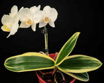 Carica l'immagine nel visualizzatore Galleria, Phalaenopsis amabilis subsp. formosana variegata