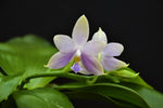 Carica l'immagine nel visualizzatore Galleria, Phalaenopsis Amel Tobia (violacea indigo x pallens alba)
