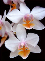 Carica l'immagine nel visualizzatore Galleria, Phalaenopsis Artemis (amabilis x equestris)
