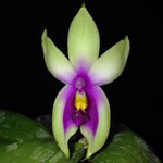 Carica l'immagine nel visualizzatore Galleria, Phalaenopsis bellina var. fire