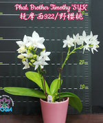 Carica l'immagine nel visualizzatore Galleria, Phalaenopsis Brother Timothy 'SYK'