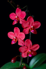 Carica l'immagine nel visualizzatore Galleria, Phalaenopsis Buddha's Treasure