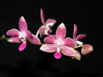 Carica l'immagine nel visualizzatore Galleria, Phalaenopsis Christine Magro 'Sugar Plum' (MC) (Phal. javanica x Phal. equestris)