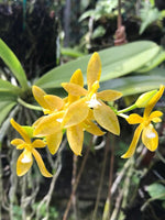 Carica l'immagine nel visualizzatore Galleria, Phalaenopsis cornu cervi var. Flava