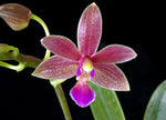 Carica l'immagine nel visualizzatore Galleria, Phalaenopsis equestris x cornu-cervi
