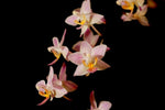 Carica l'immagine nel visualizzatore Galleria, Phalaenopsis equestris "Orange"