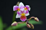 Carica l'immagine nel visualizzatore Galleria, Phalaenopsis equestris var. peloric - 3 lips