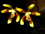 Carica l'immagine nel visualizzatore Galleria, Phalaenopsis fuscata