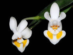 Carica l'immagine nel visualizzatore Galleria, Phalaenopsis gibbosa